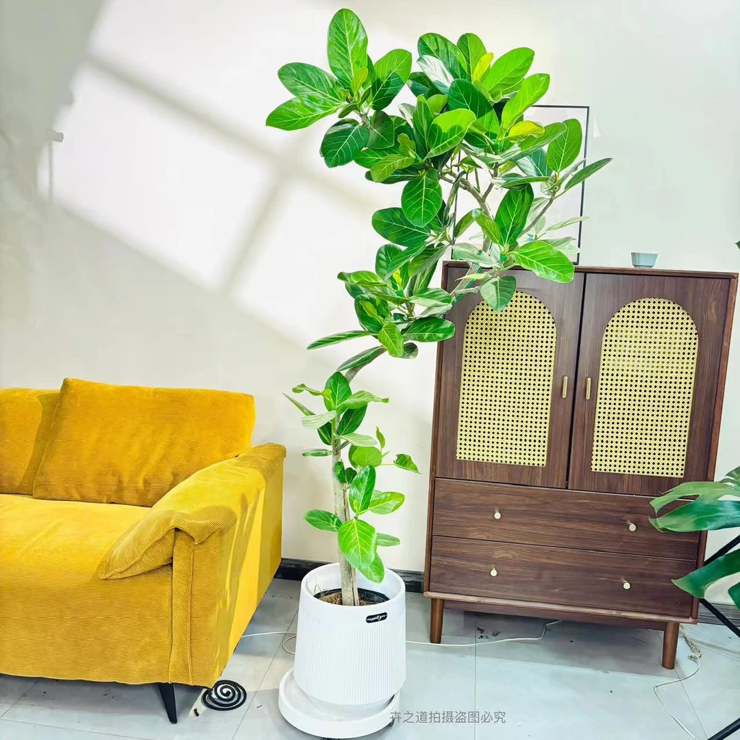 1孟加拉榕/盆栽大型绿植黄金榕高山榕树室内客厅落地