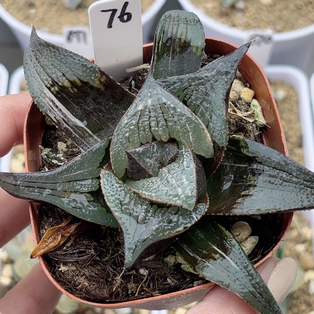 76巨大化芭提雅锦