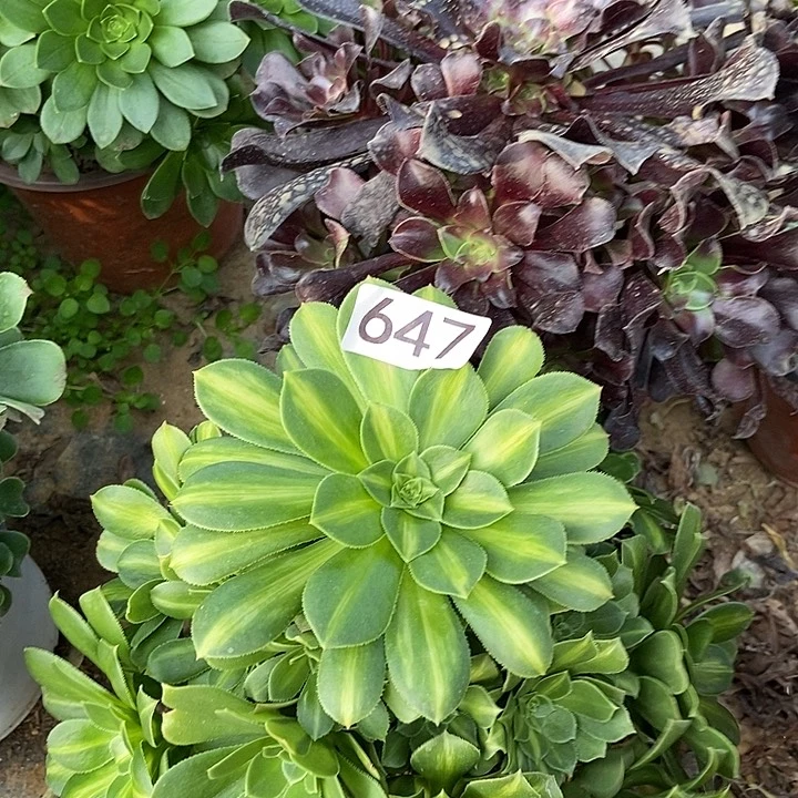 绿羊绒 欧若拉多肉647多肉不包断