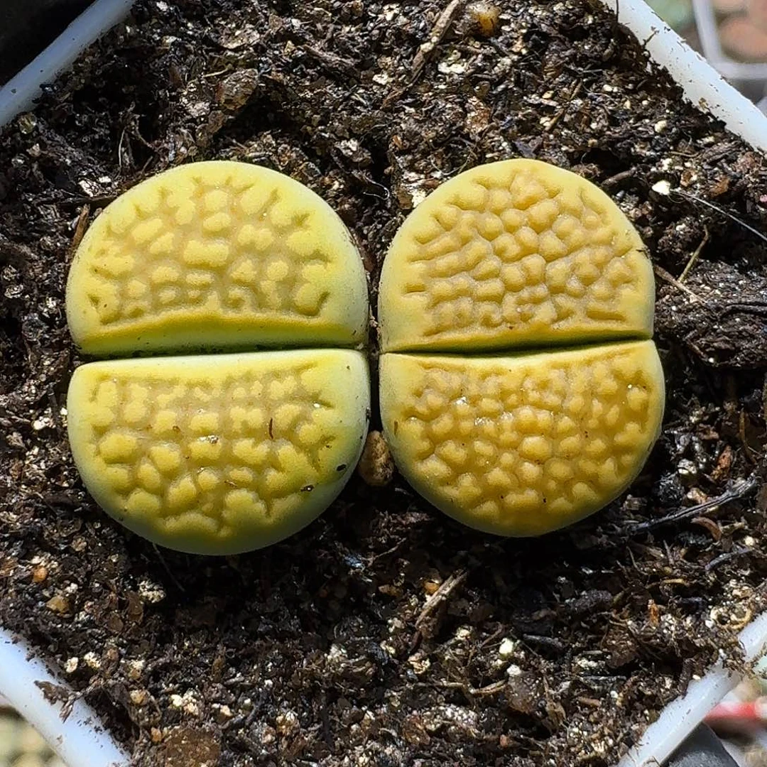 生石花111111。   157