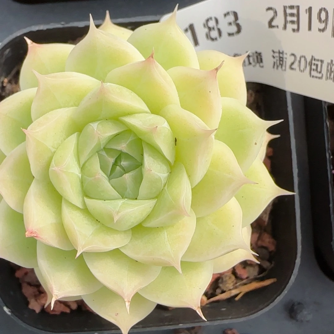 花语逸境0219-183