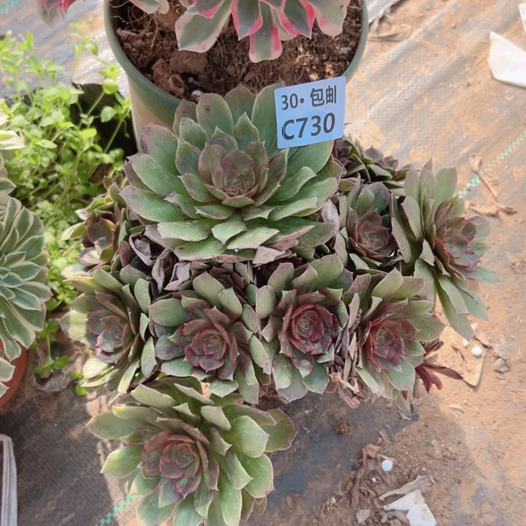 灰*石730 红瑕多肉法师