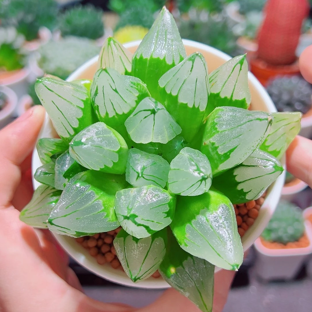 冰城寿多肉多肉多肉