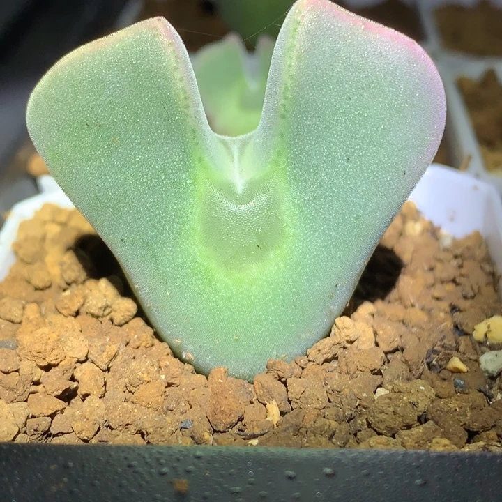 精品多肉植物精品多肉