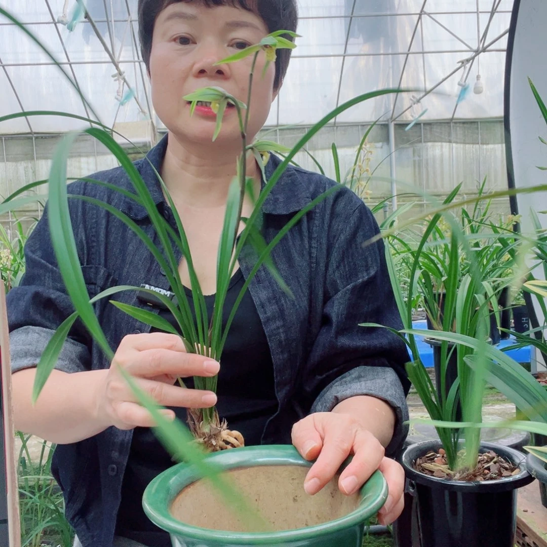 无花朵寒兰红梅，寒素