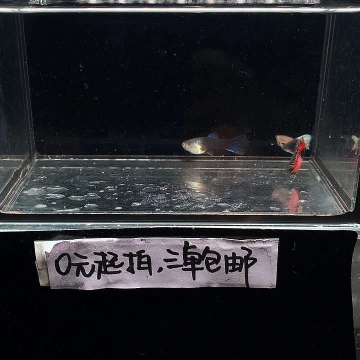 孔雀鱼紫礼服跑红一对