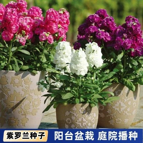 紫罗兰种子盆栽花卉花期长观赏室外室内耐寒耐旱草桂花多年种子1