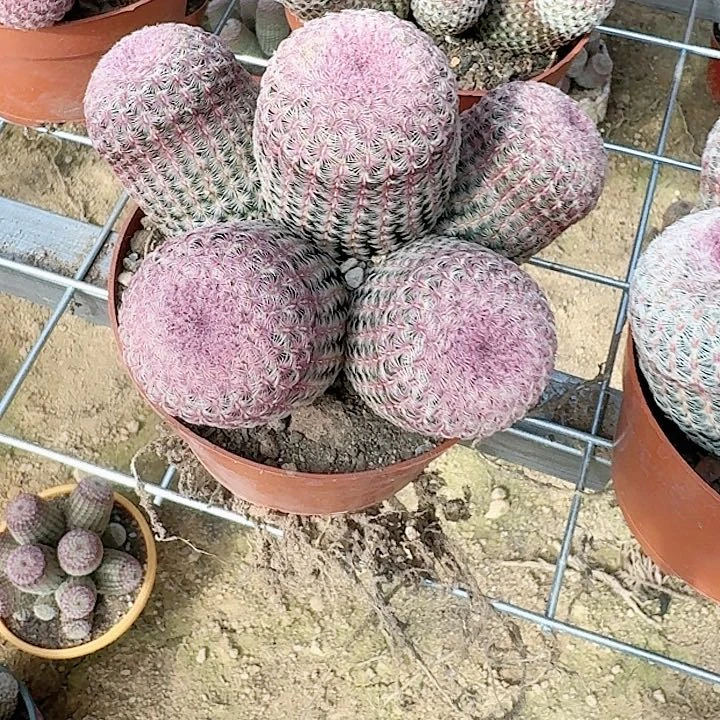 红**青哈哈哈哈哈哈哈哈哈哈