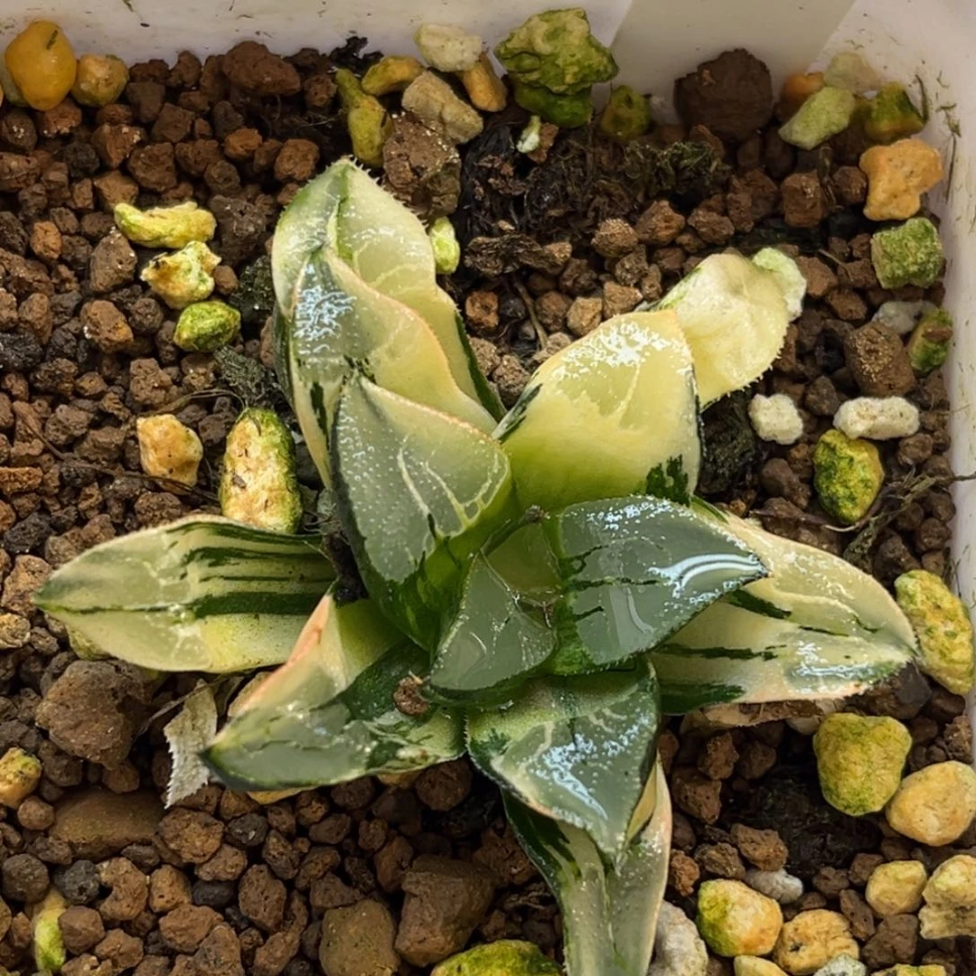 76火焰山克锦福利专场