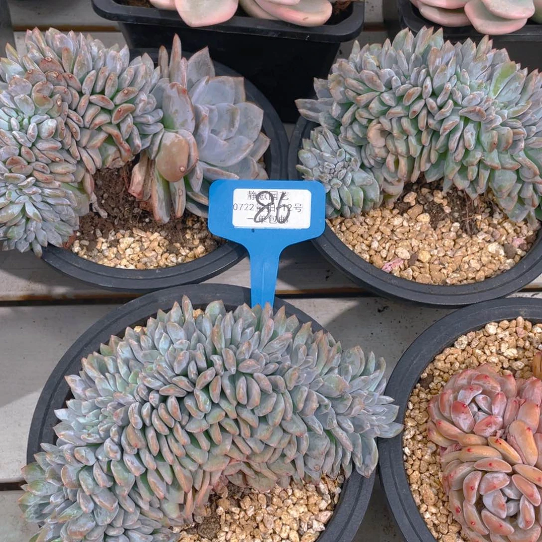 0725-86-带板星影缀化福利一颗量拍