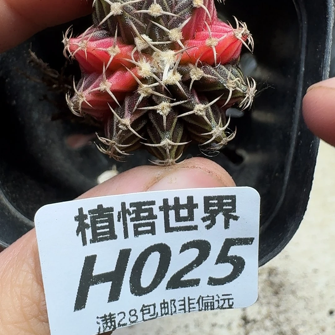 多肉植物的润泽fhj
