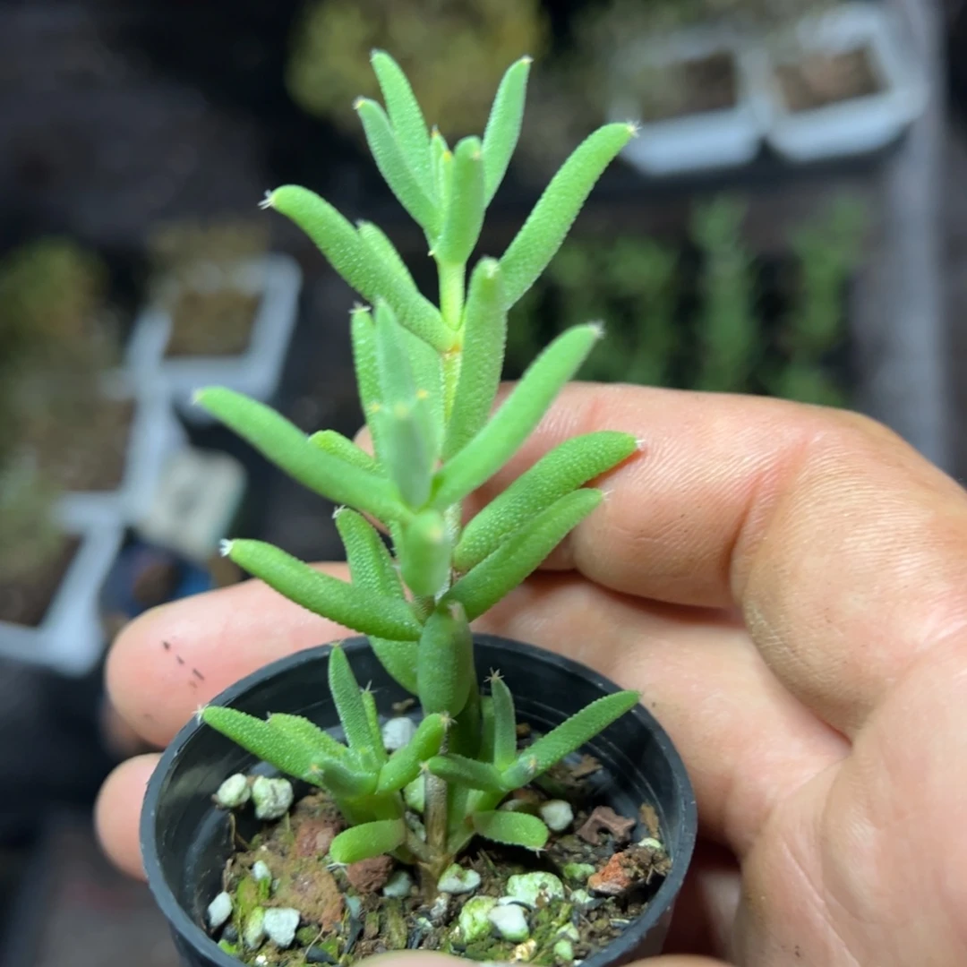 玉米50杯老桩福利