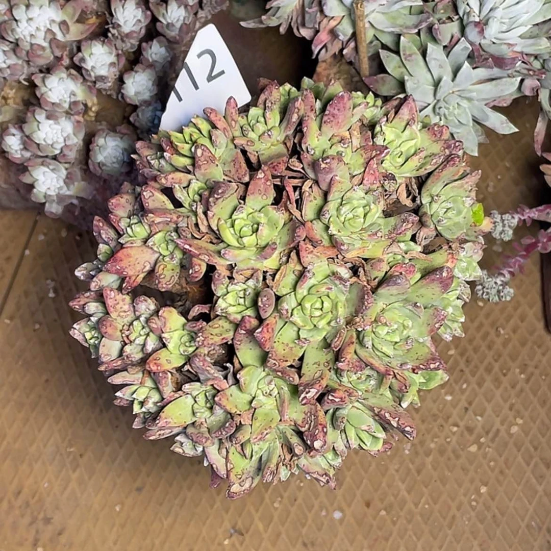 【闪购商品】浅***唇绿拇指杂