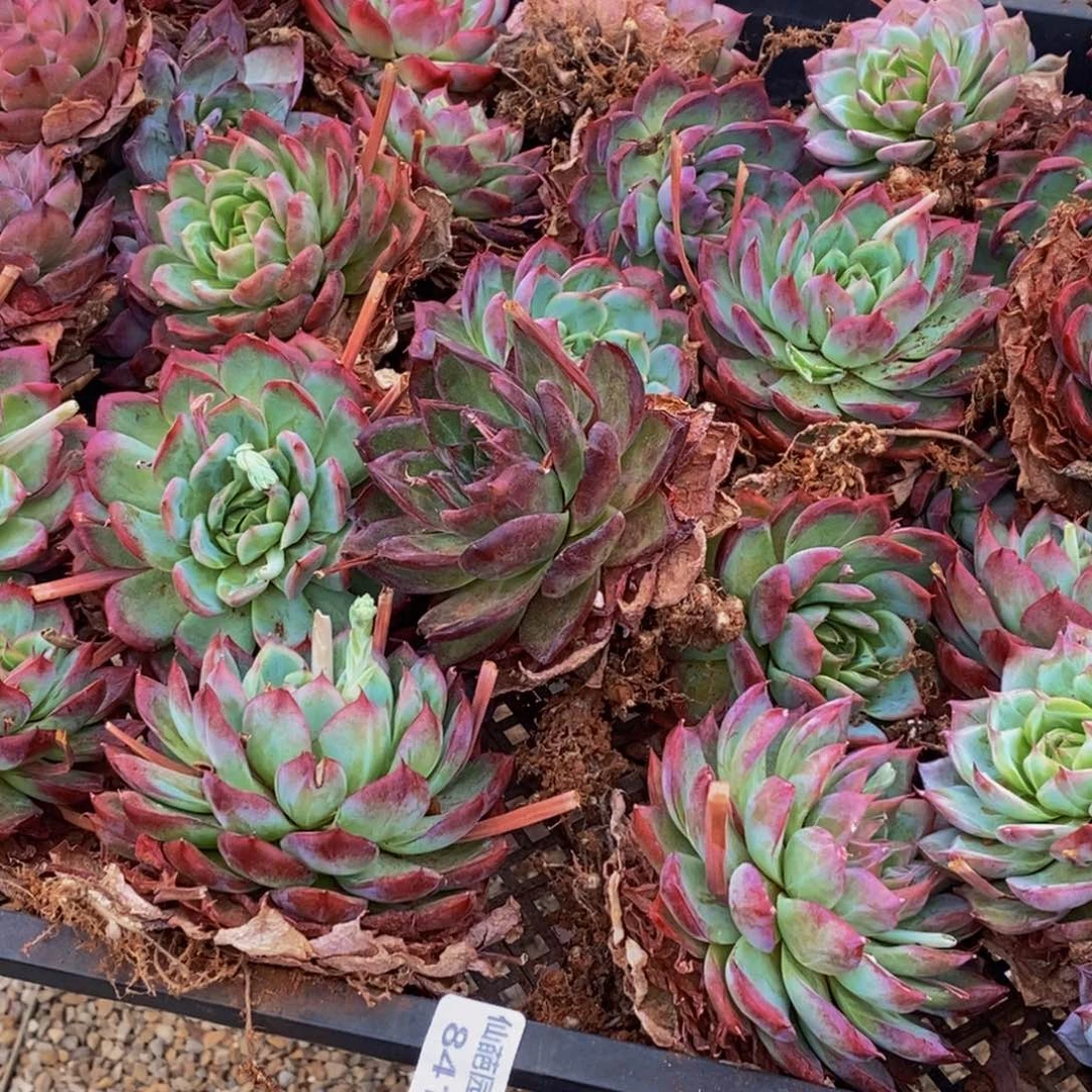 小****y841多肉植物保护研究所