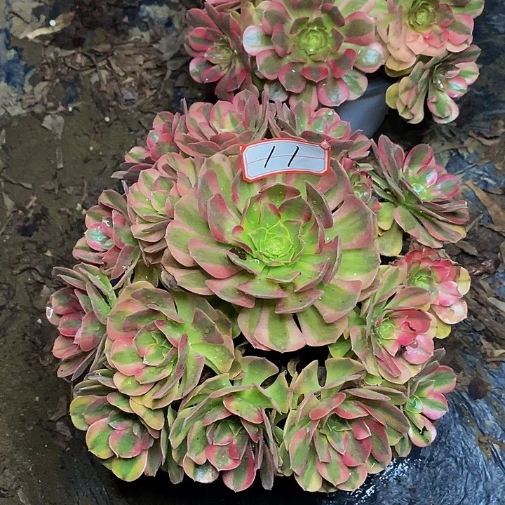 雨荷老桩捧花法师11