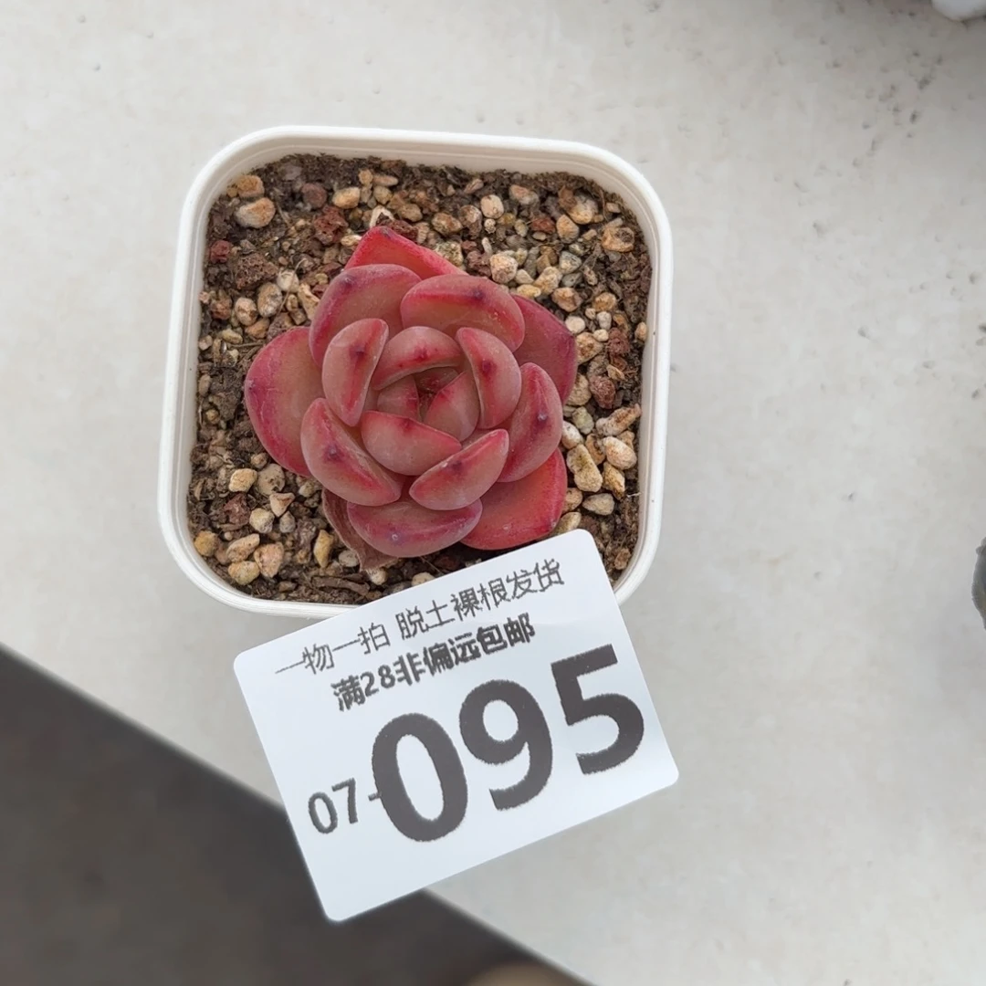 梦娜单头多肉多肉多肉多肉