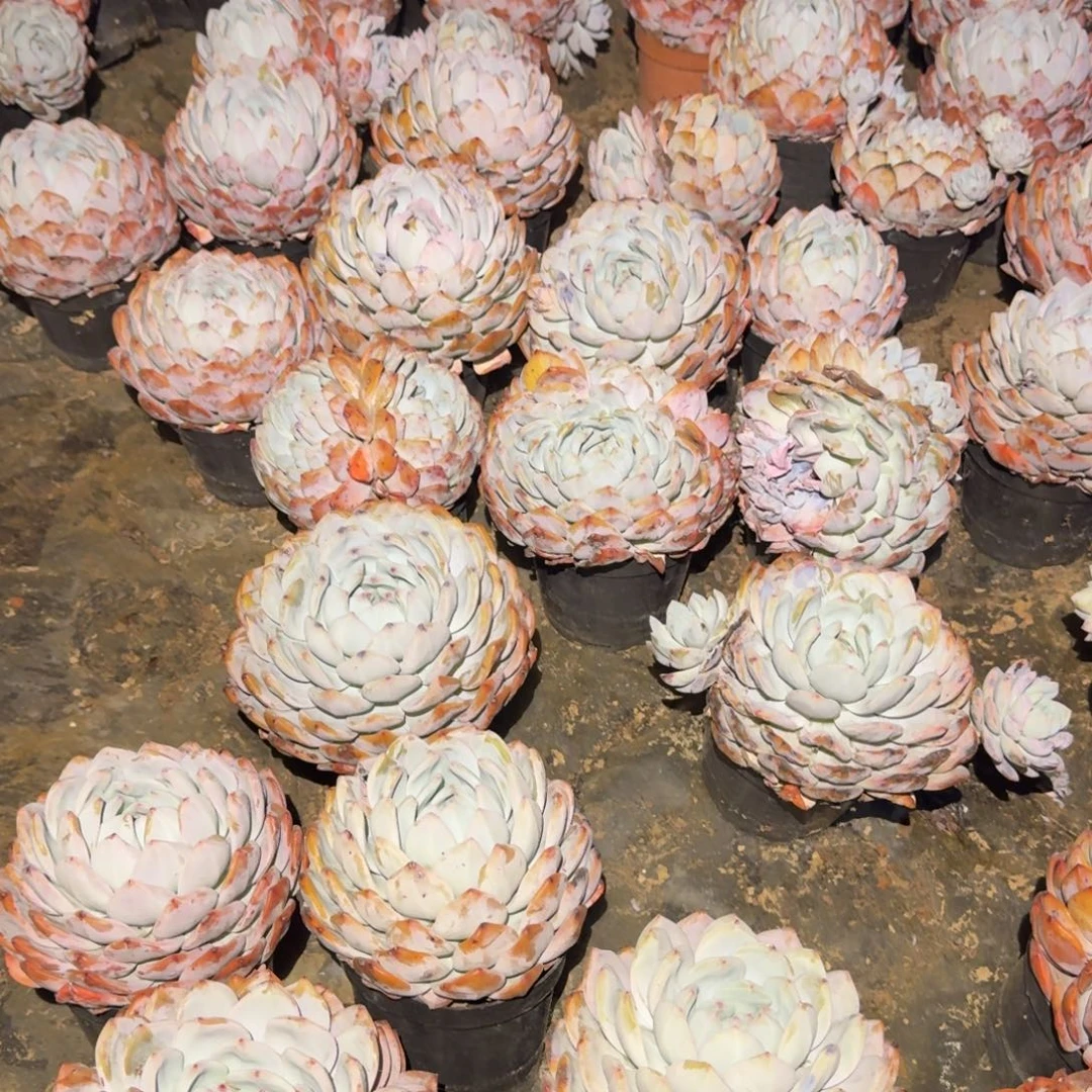 5个韩橙单头多肉植物