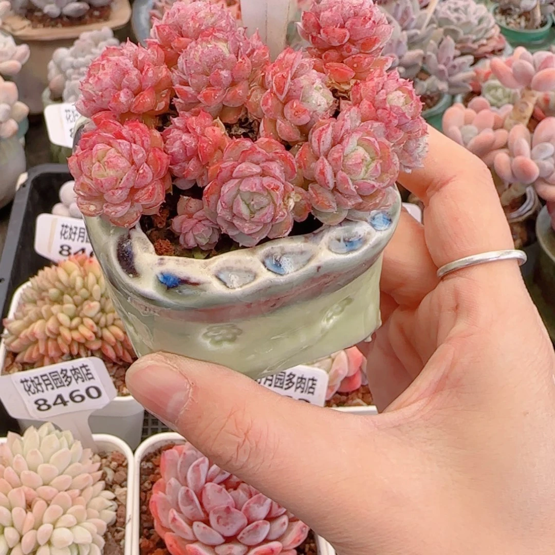 多肉植物8470带盆