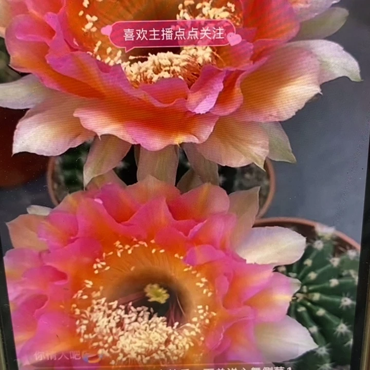 彩草61号7公分左右