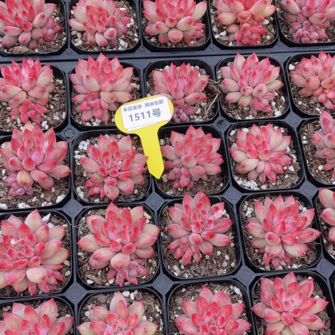 1511号全状态金鱼姬车厘子单头带崽一个