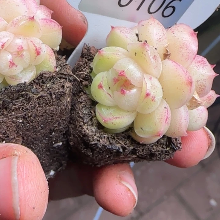 106号     青黛麦秆