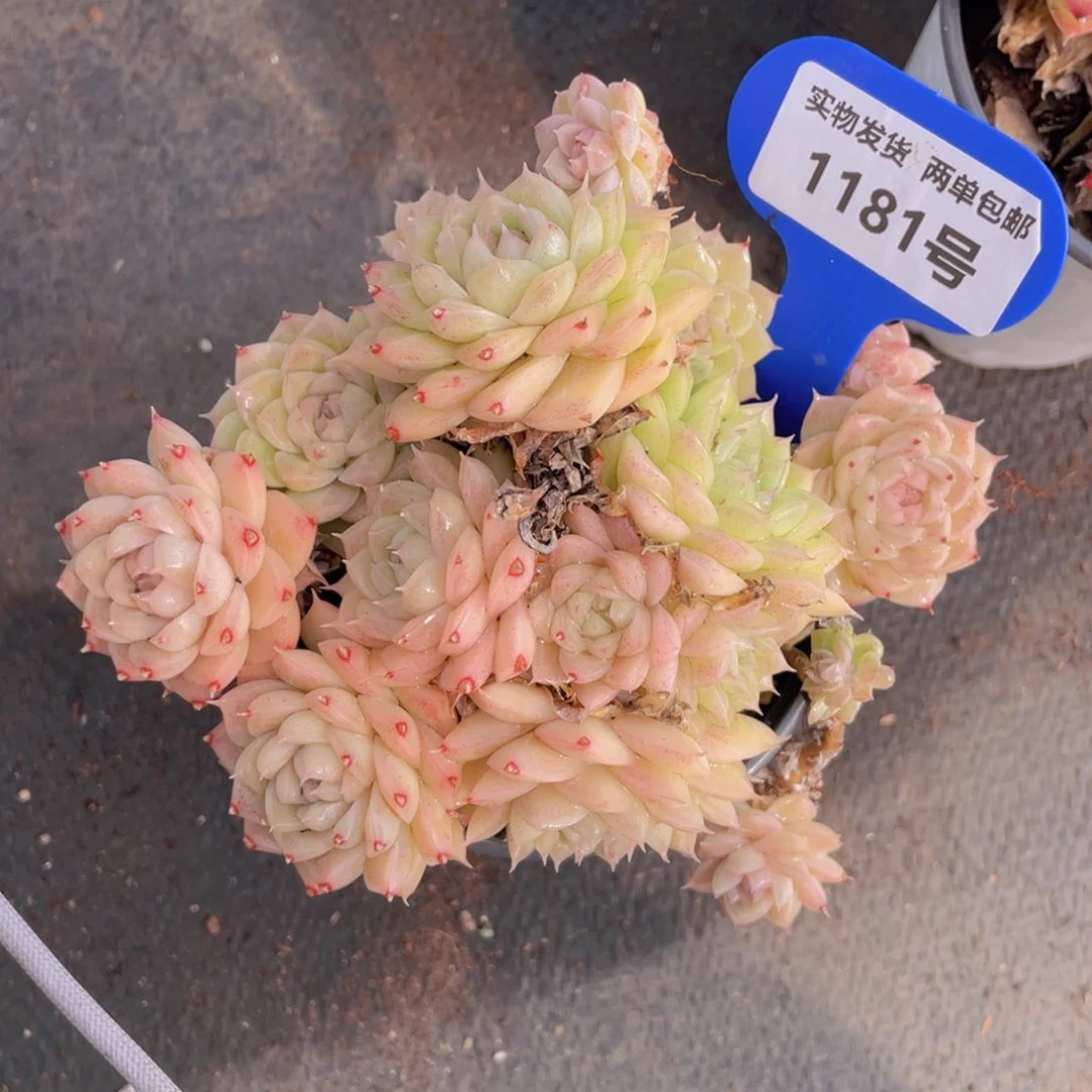 1181号油透麦秆母本大群生一个不包整