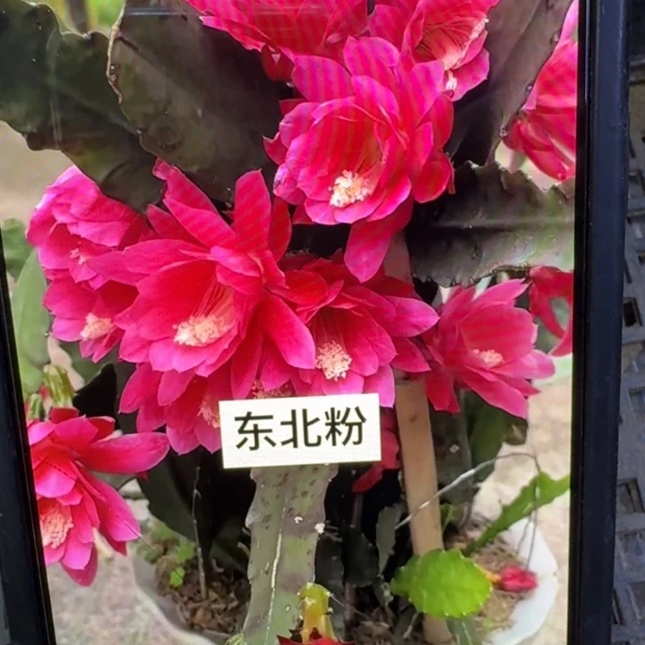 22令箭东北小粉无根侧牙8公分左右，20包邮