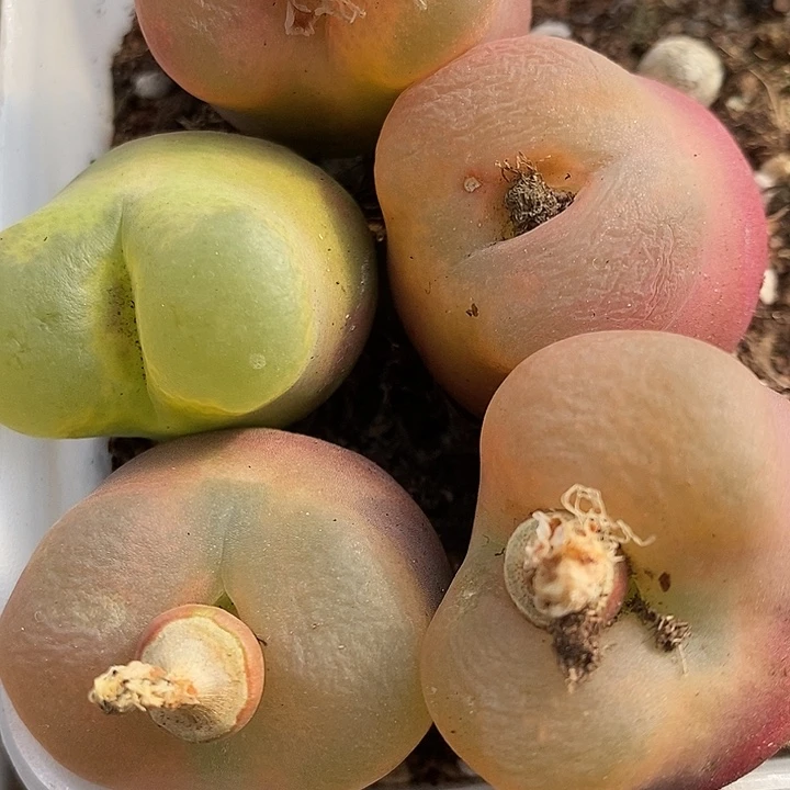 3厘米以上母本大桃子一颗。