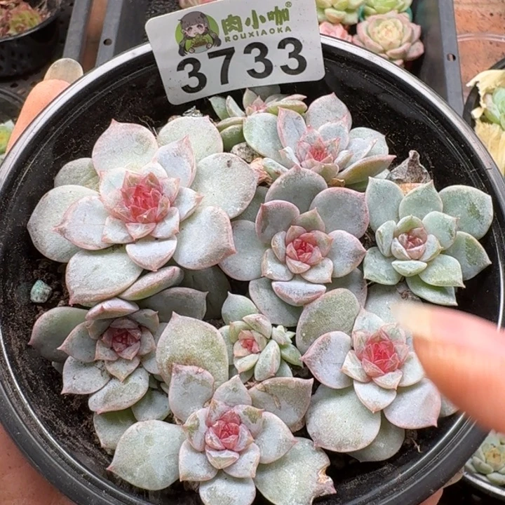 多肉植物多肉植物