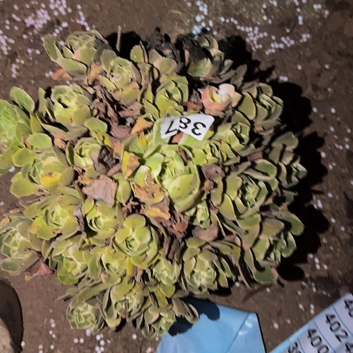 387男神多肉植物不售后