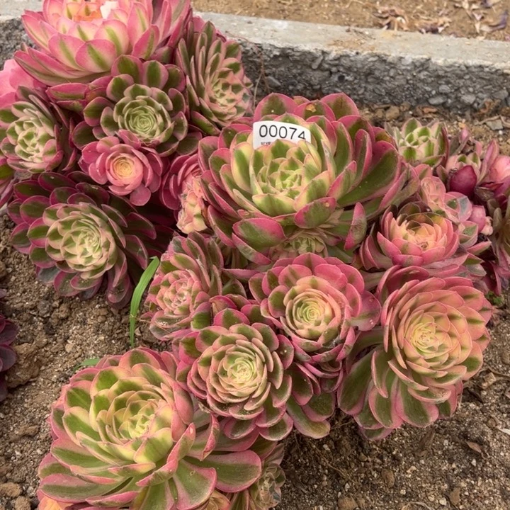 夏*00074火龙果多肉植物