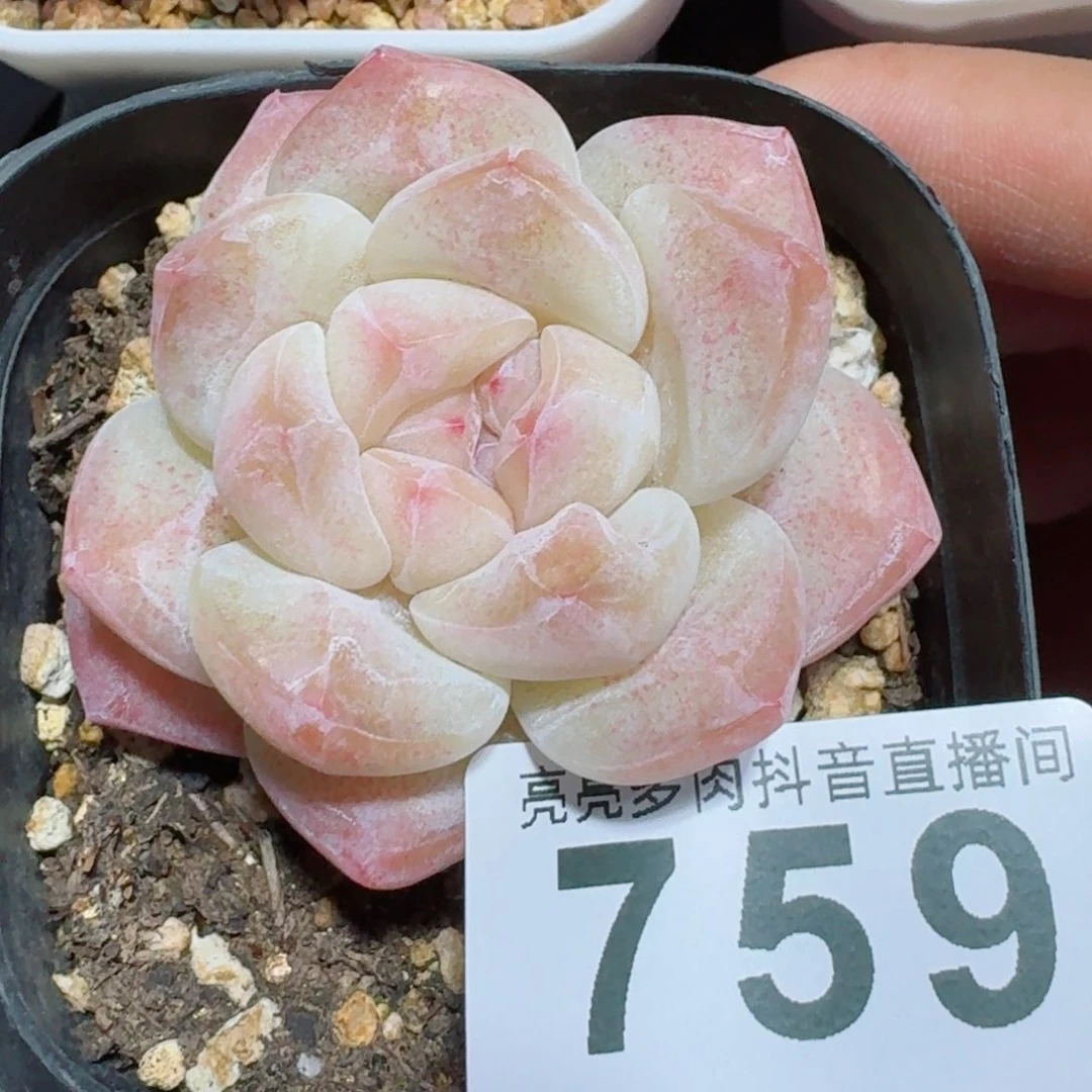 石化冰玉         精品多肉