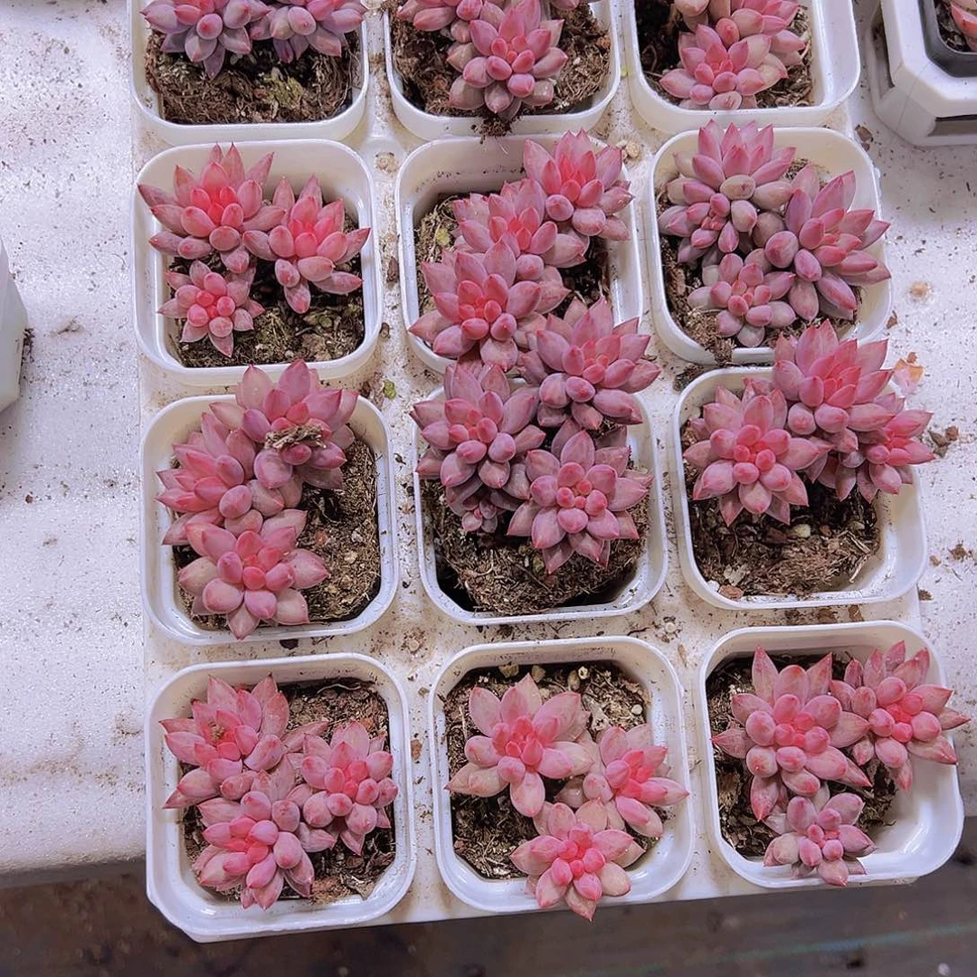 车厘子群19包邮多肉