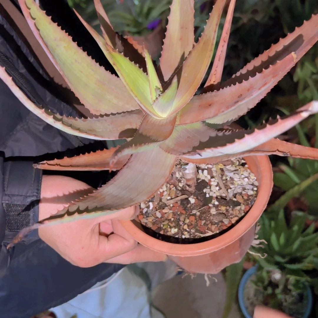 石**小块根植物块根植物块根