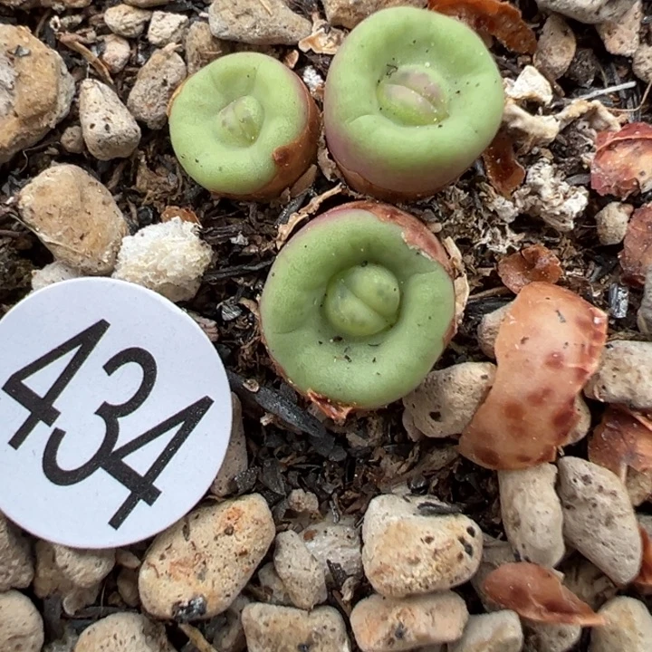 434干111111111111111