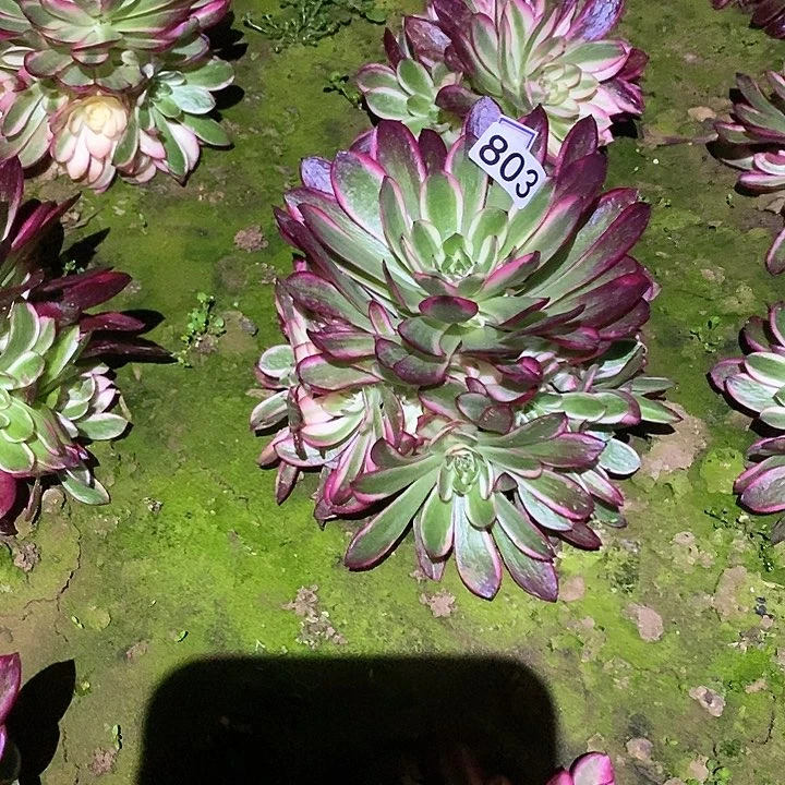 梅**鞋多肉植物法师803倾城