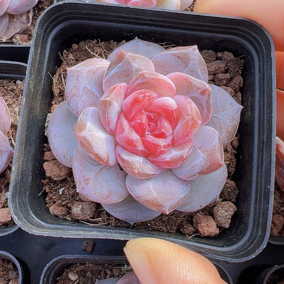 173钻石冰魄19包邮