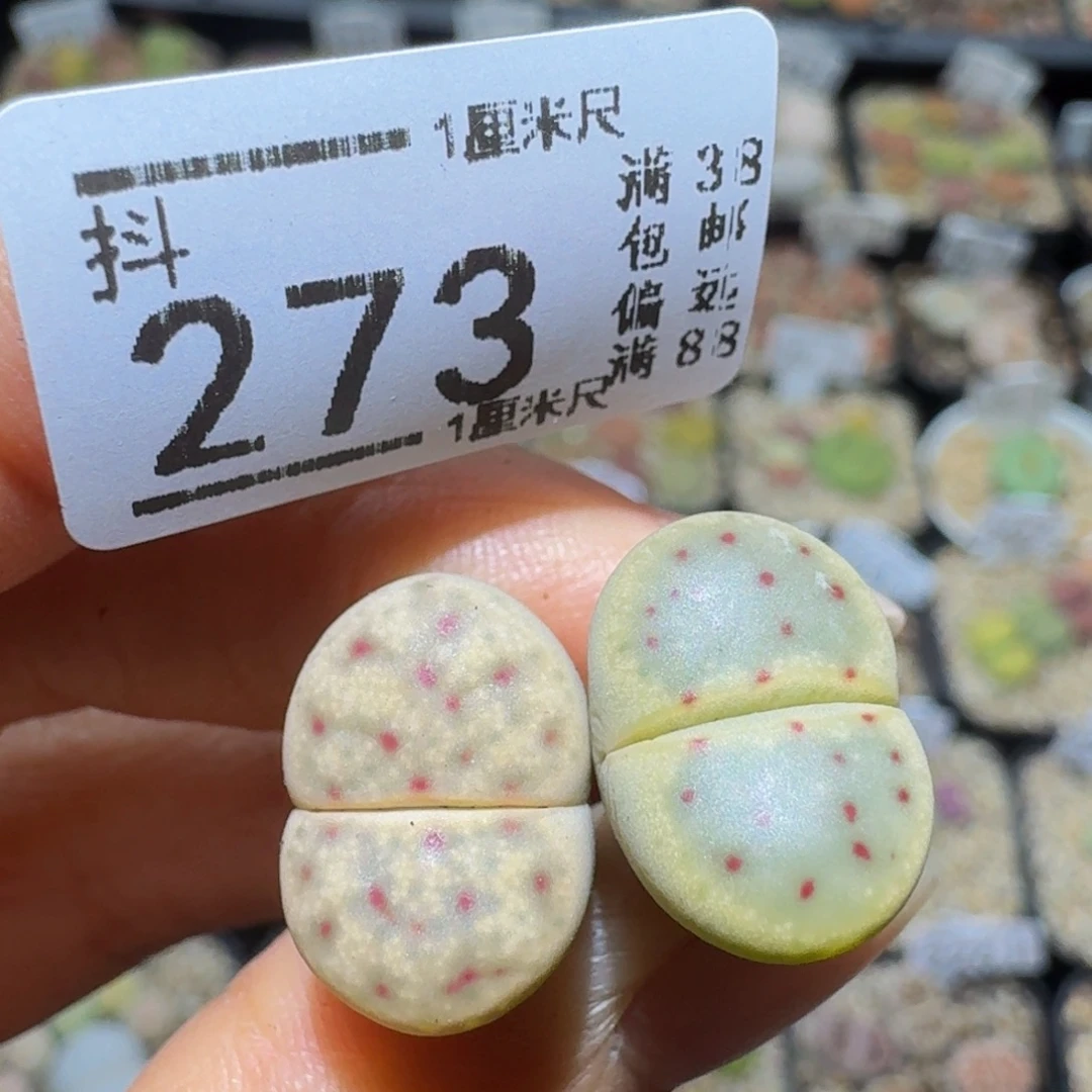 a***aSsss精品生石花273