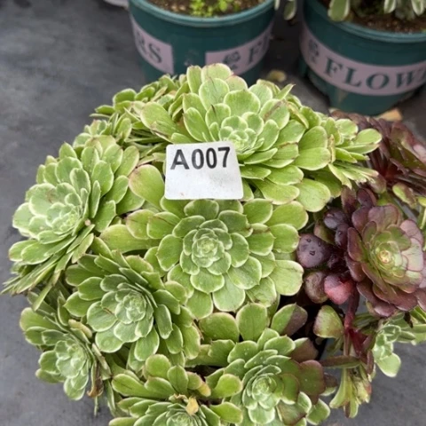 007碧浪朵朵30厘米左右