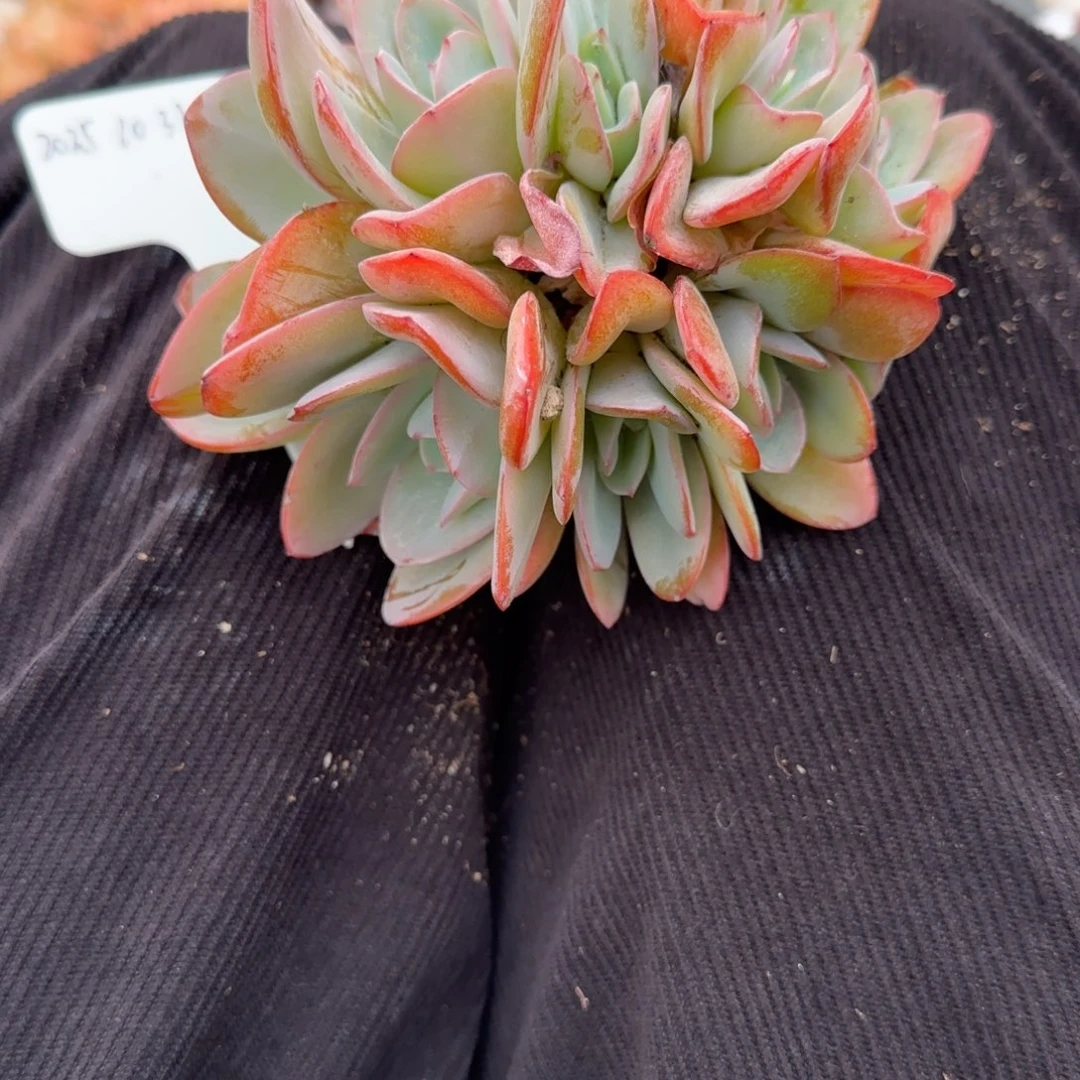 一物一拍精控布鲁南朵朵198