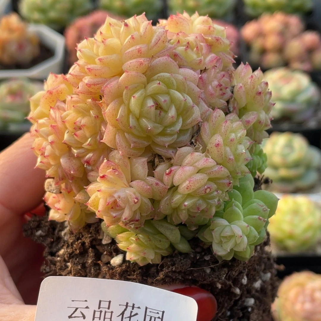 515号糖心冰心珍妮 不包整