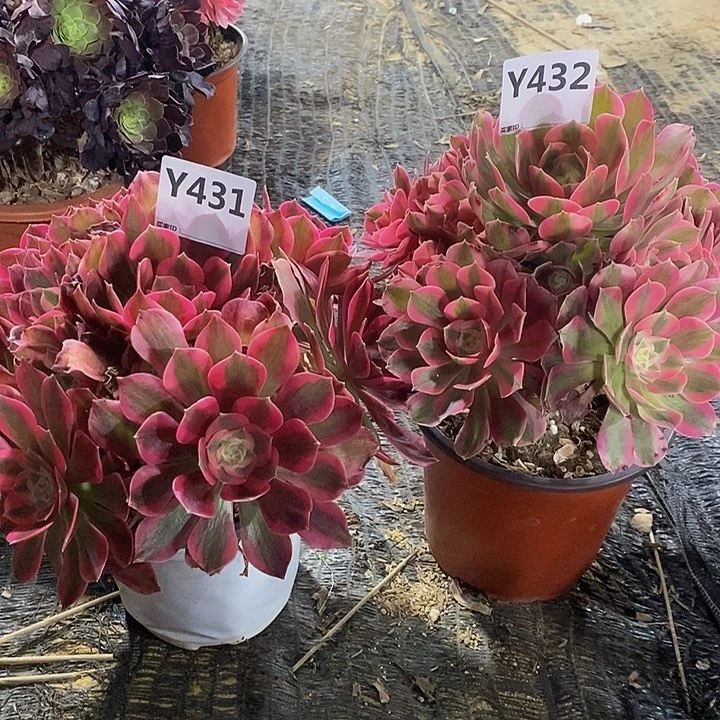 人****x两431432。