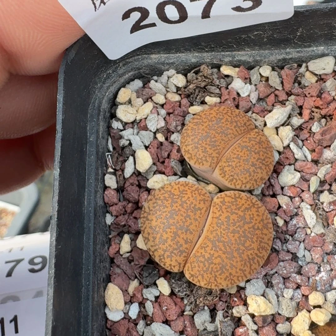 蘑菇蘑菇2073真理玉橘子皮