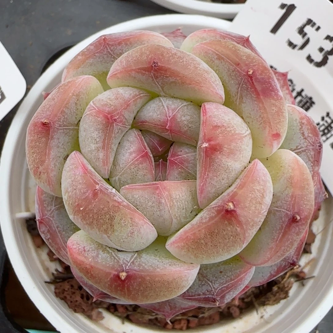 花语逸镜0208-153