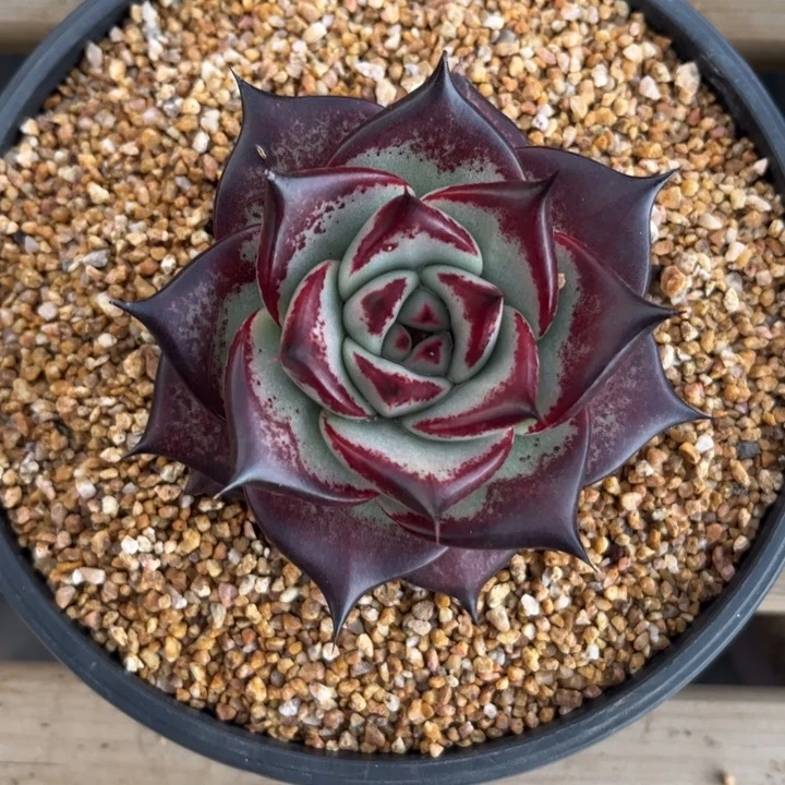 孤品魔王棱线圆宽叶111