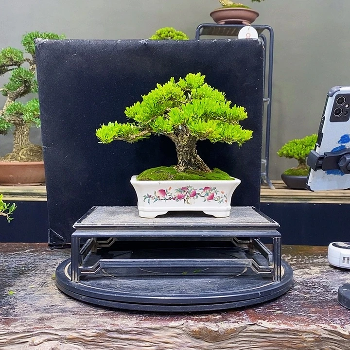 Z***y无花朵黄杨盆景四季常青