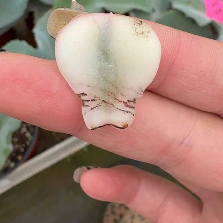 琉璃盏叶片一物一拍