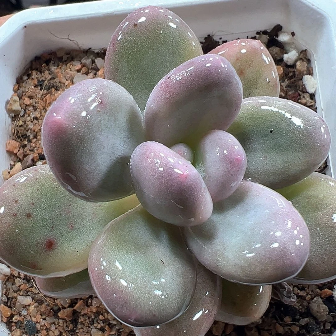 奶酪锦小方花圃一物一拍