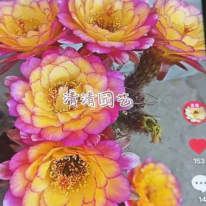 清清苏乞儿侧牙瑕疵黑点尺寸4加歪