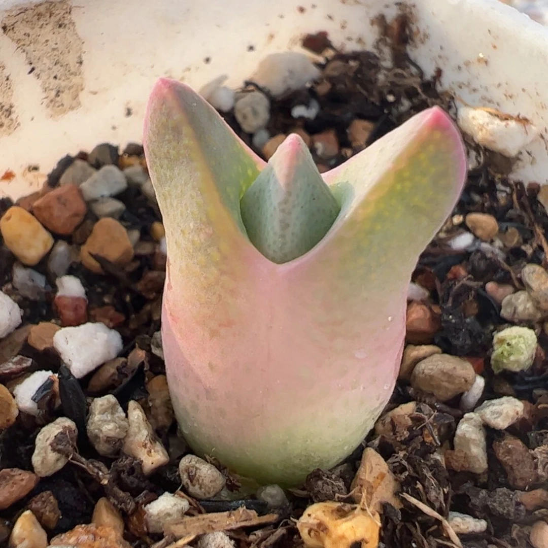 紫飞鸟多肉植物百科